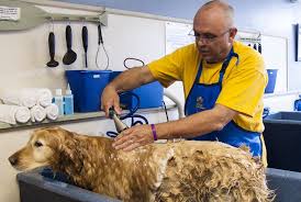 Choosing a Good Dog Groomer